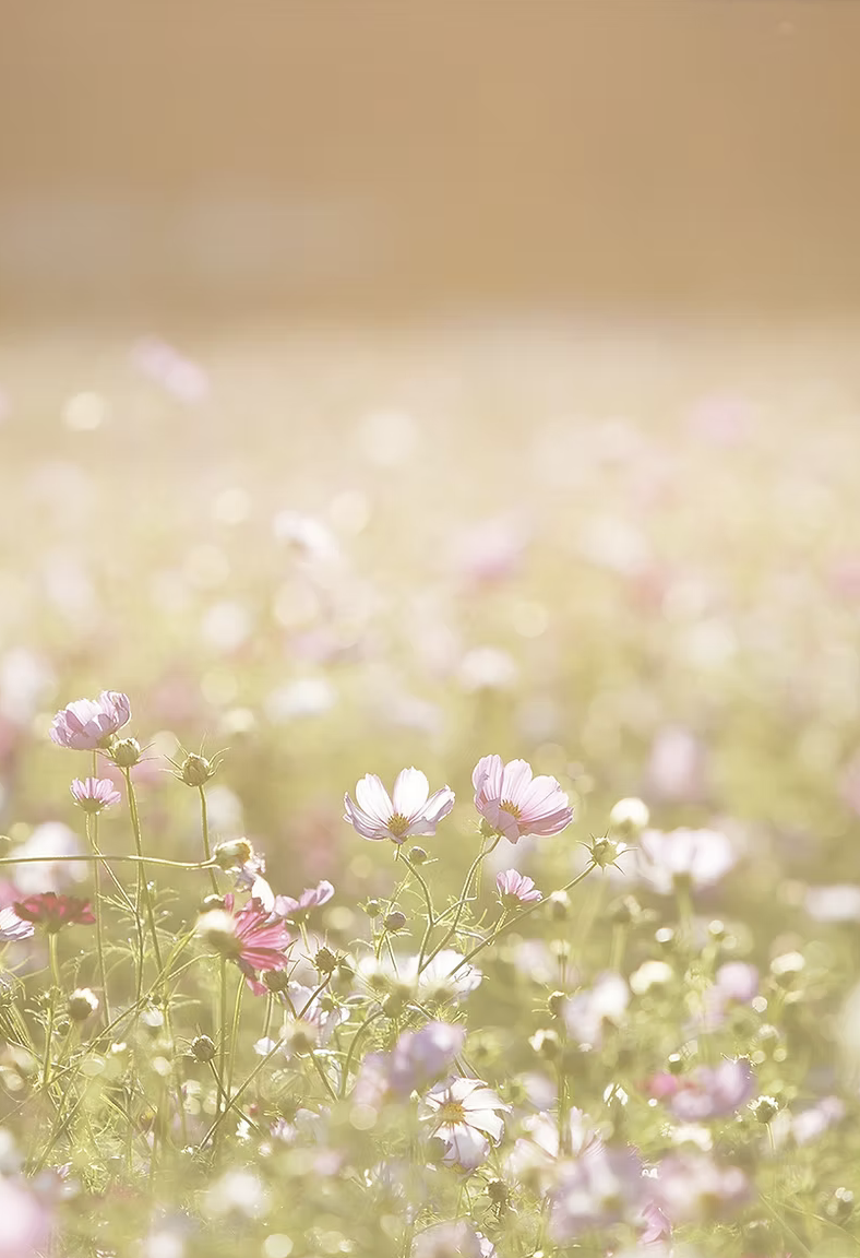 Foto: Sonnendurchflutete Blumenwiese – Symbolbild für Community im Club